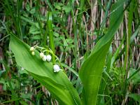 Erste Maiglöckchen am Aufstiegsweg durch den Wald
